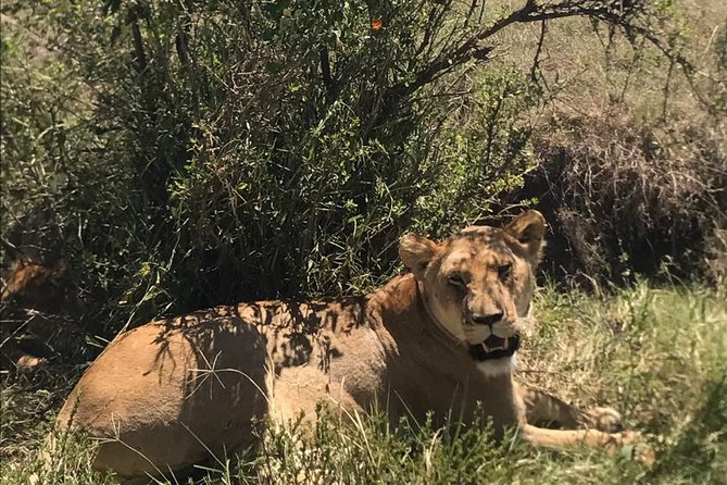 Nairobi National Park Guided Half Day Tour Game Drive- FREE WIFI - Should you book this Nairobi National Park half-day game drive?