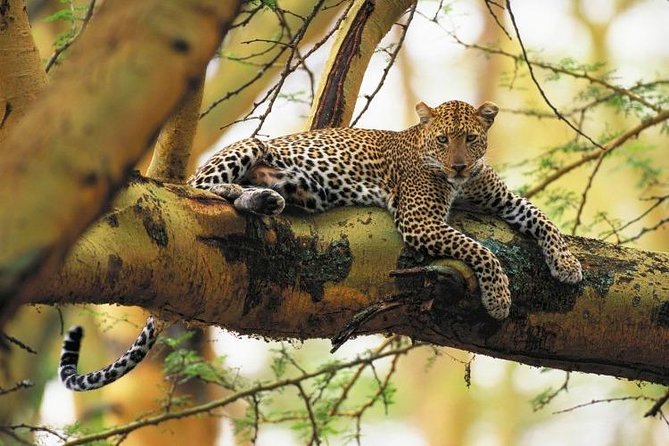 Nairobi National Park Guided Half Day Tour Game Drive- FREE WIFI - What you can realistically see in Nairobi, Big Five style but with a twist