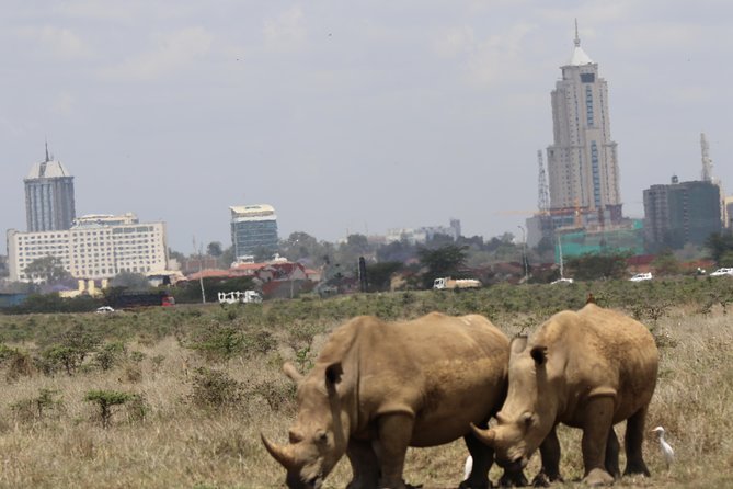 Nairobi National Park guided tour - Nairobi National Park: a safari with skyscrapers in the background