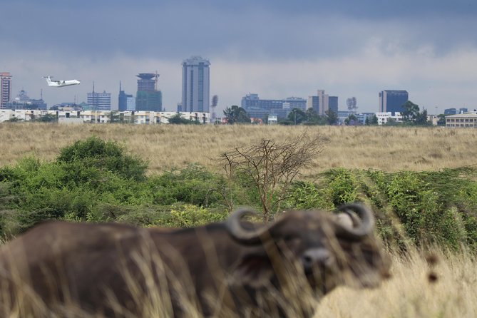 Nairobi National Park guided tour - Why the fenced-on-three-sides setup changes the safari feel