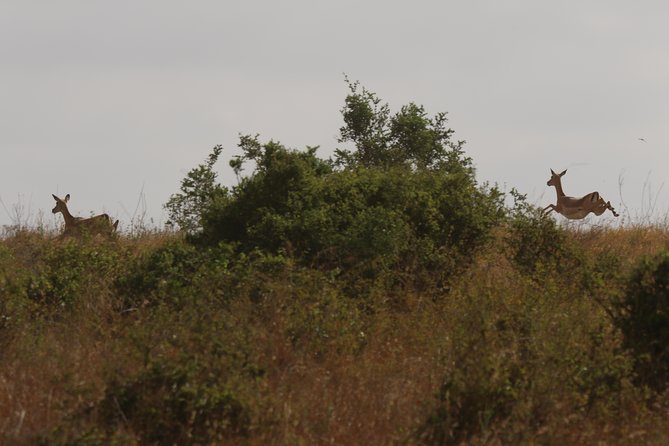 Nairobi National Park guided tour - The guide factor: how a welcoming style improves your sightings