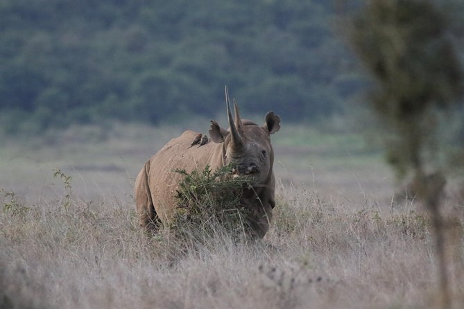 Nairobi National Park guided tour - Value for your money: why the price can make sense