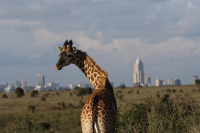 Nairobi National Park guided tour - What to bring and how to plan your day