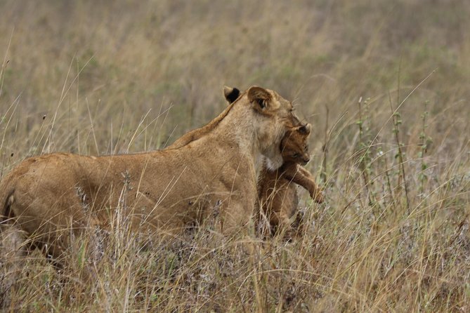 Nairobi National Park guided tour - Getting there smoothly: pickup, transfers, and safari vehicle comfort