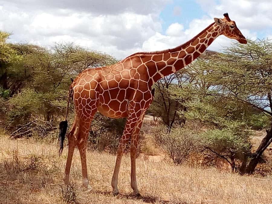 Nairobi National Park Half-Day Game Drive - Price and value math, the $36 tour fee versus the park entry