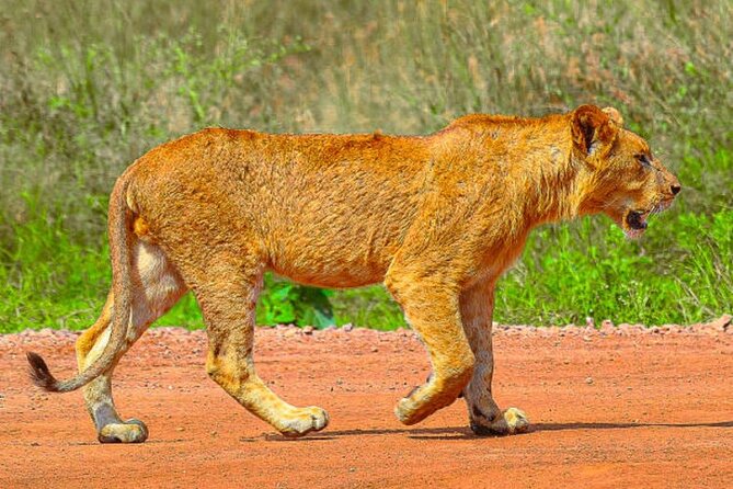 Nairobi National Park Half-Day Game Drive - Why Nairobi National Park feels different from the usual safari