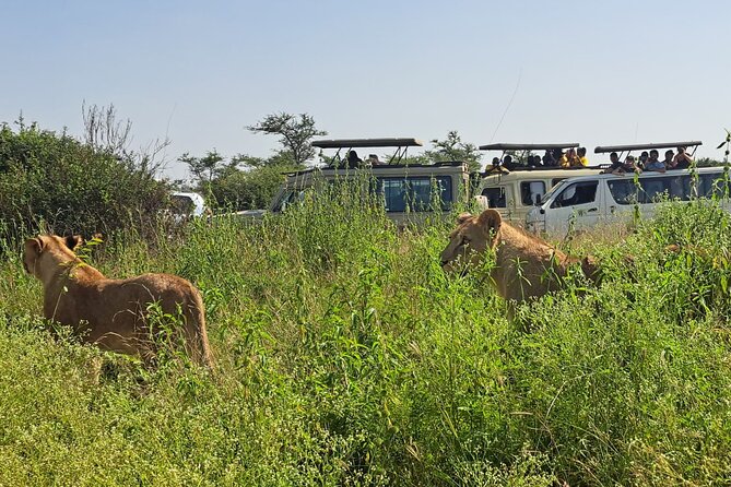 Nairobi National Park Half-Day Game Drive - Open-roof safari vehicles, what that changes for your photos