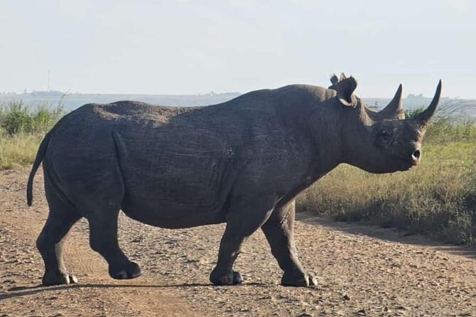 Nairobi National Park Half-Day Game Drive - How expert guides actually improve your odds