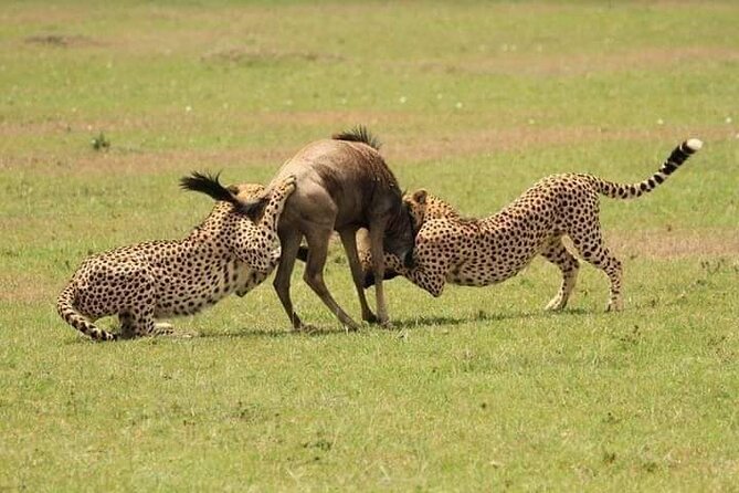 Nairobi National Park Half-Day Game Drive - Nairobi National Park wildlife, including the Big Five reality