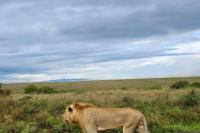 Nairobi National Park Half-Day Game Drive - Morning versus afternoon departures, and why timing can change sightings