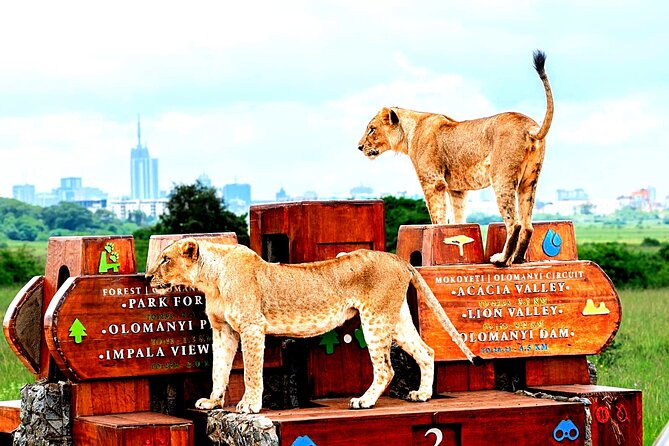 Nairobi National Park Half-Day Game Drive - The Wi-Fi live-photo add-on, useful or gimmicky?