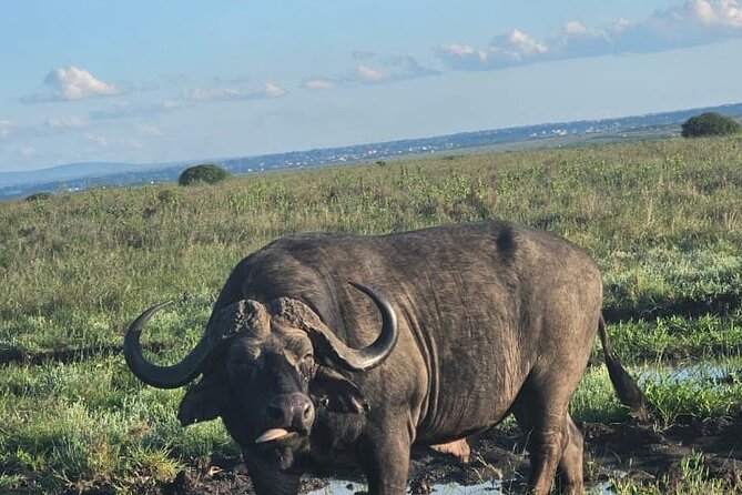 Nairobi National Park Half-Day Game Drive - Maasai Market Collections Karen: coffee, souvenirs, and a culture break