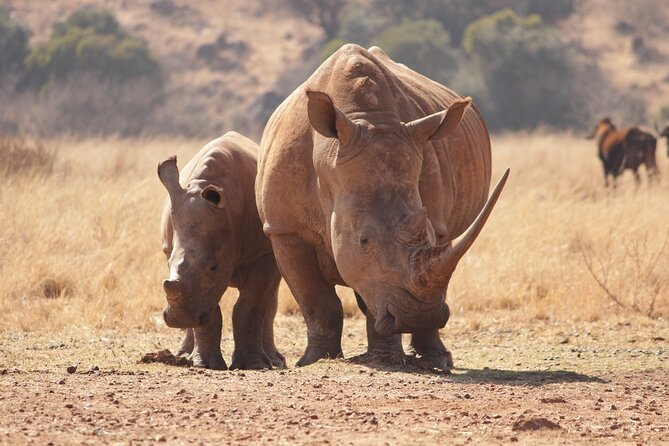 Nairobi National Park Half Day Game Drive Tour With Free WIFI - Why Nairobi National Park Fits a Half-Day Schedule