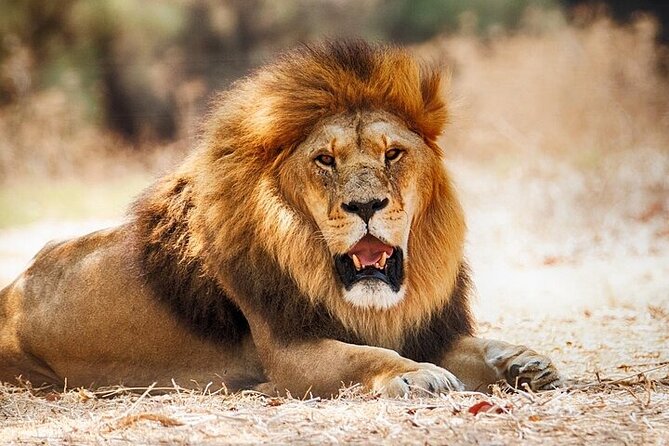 Nairobi National Park Half Day Game Drive Tour With Free WIFI - The Game Drive: Lions, Giraffes, Zebras, and What You Should Expect