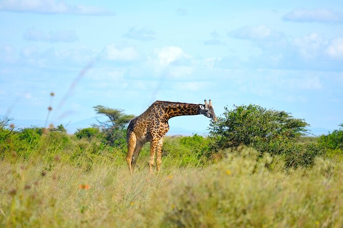 Nairobi National Park Half Day Game Drive Tour With Free WIFI - Price and Value: What You Pay, What You’ll Still Need