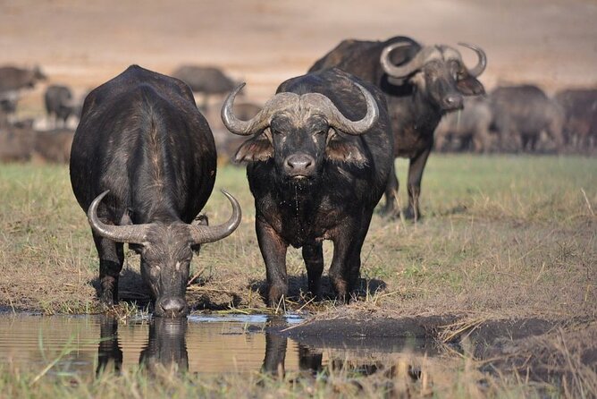 Nairobi National Park Half Day Game Drive Tour With Free WIFI - Pickup, 4WD Van, and the Real Meaning of “Guided”