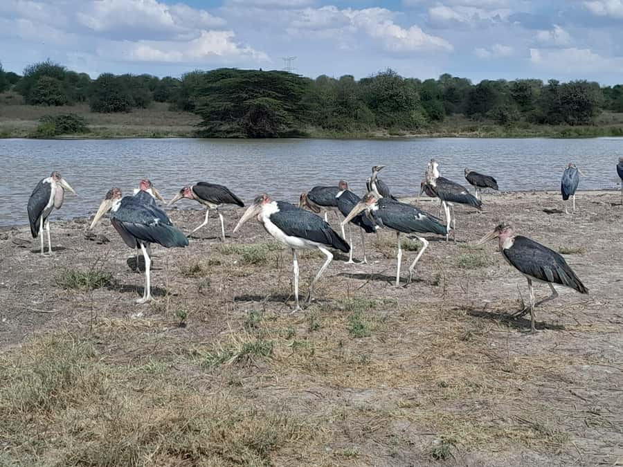 Nairobi National Park: Half-Day Group Tour with Pickup - Key things to know before you go