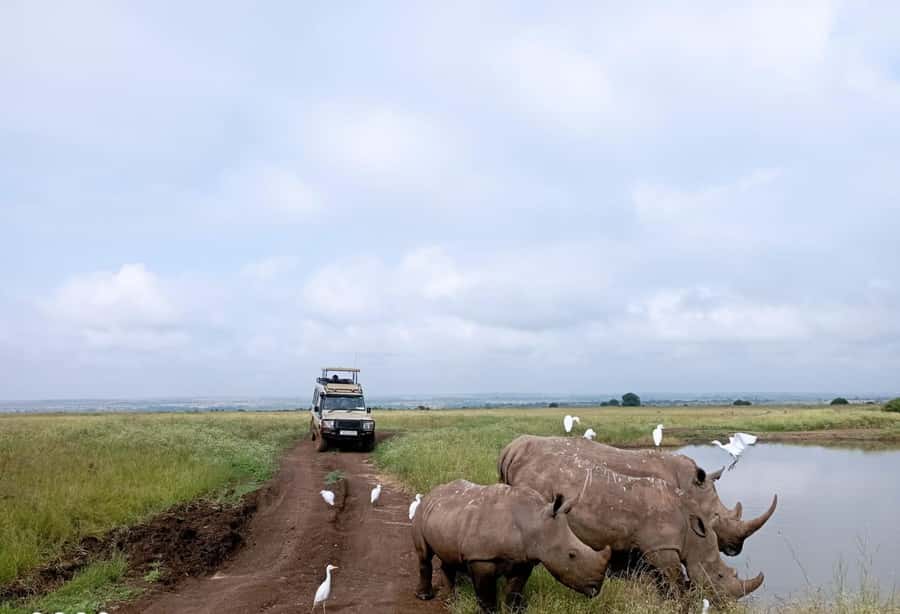 Nairobi National Park: Half-Day Group Tour with Pickup - Nairobi National Park, right inside the city