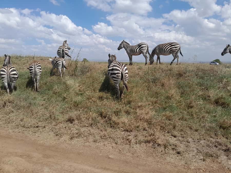 Nairobi National Park: Half-Day Group Tour with Pickup - Your guided game drive starts after a quick reposition and viewpoint stop