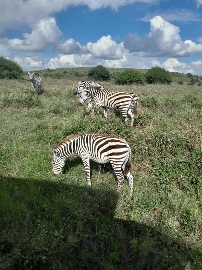 Nairobi National Park: Half-Day Group Tour with Pickup - Guide spotting skills: from Francis to Steve Bush and John