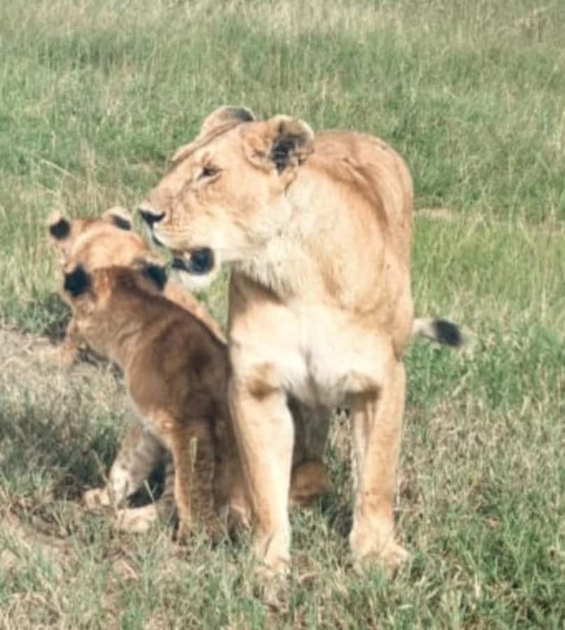 Nairobi National Park: Half-Day Group Tour with Pickup - Break down of the day, step by step