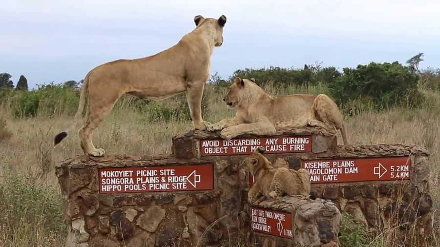Nairobi National Park Half-Day Guided Game Drive With Pickup - Key Points Worth Knowing Before You Go