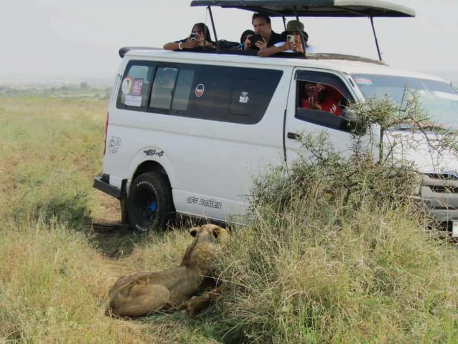 Nairobi National Park Half-Day Guided Game Drive With Pickup - Morning vs Afternoon vs Evening: When the Animals Are Most Likely to Show Up