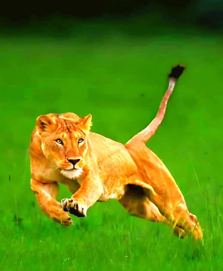 Nairobi National Park Half-Day Guided Game Drive With Pickup - Pickup, the 45-Minute Van Ride, and How the Trip Flows