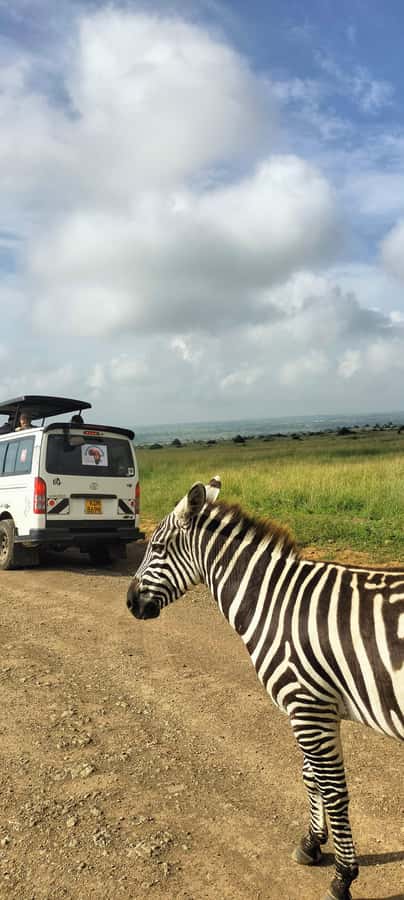 Nairobi National Park Half-Day Guided Game Drive With Pickup - Birding for 400+ Species, Including Seasonal European Migrants