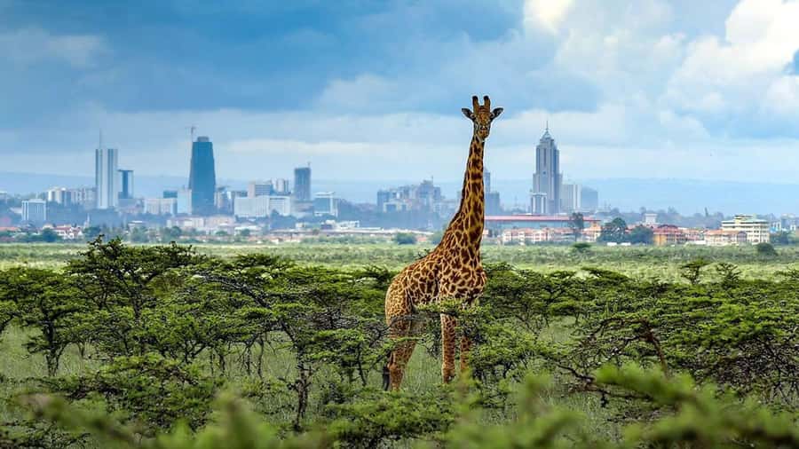 Nairobi National Park Half-Day Guided Game Drive With Pickup - The Beads and Leather Stop, Kazuri and Kobe Tough