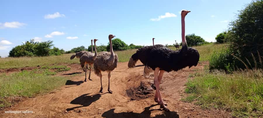 Nairobi National Park Half-Day Guided Game Drive With Pickup - Guide Language and Communication: English, German, French, Spanish