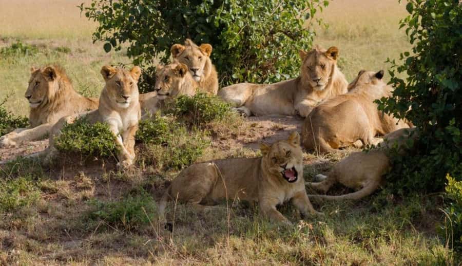 Nairobi National Park Half-Day Guided Game Drive With Pickup - Price and Park Fees, What Your $42 Covers