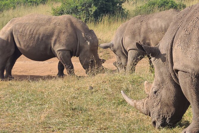 Nairobi national park half day tour - Key highlights at a glance