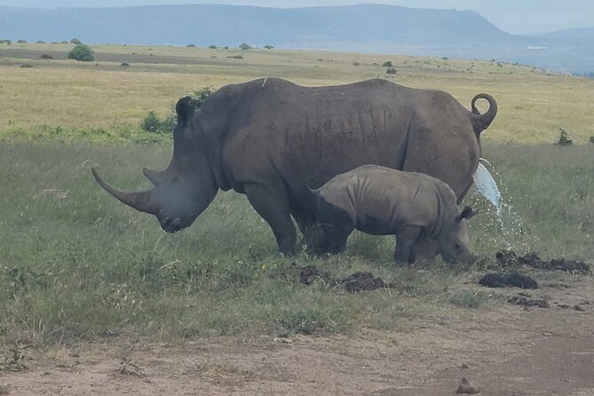 Nairobi national park half day tour - Nairobi National Park at first light, with real city views