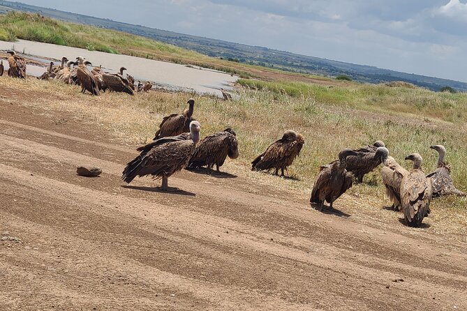 Nairobi national park half day tour - Wildlife viewing: what you should actually expect to spot
