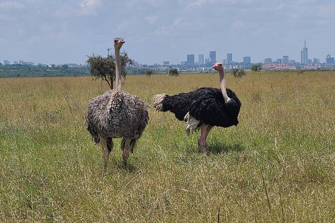 Nairobi national park half day tour - Bird watching across grasslands, valleys, and marsh