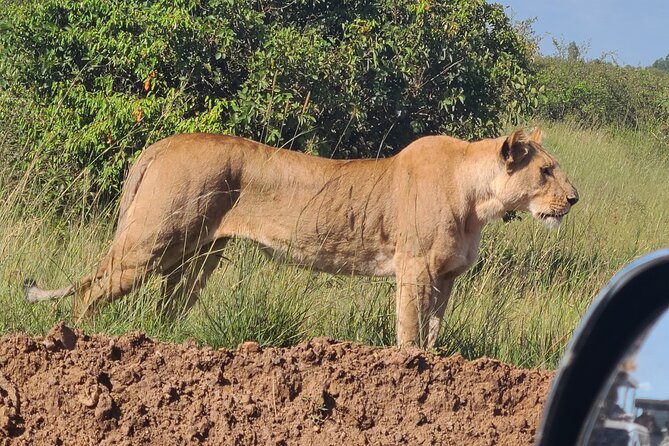 Nairobi national park half day tour - Hippo Point Lookout and the Mbagathi River walk