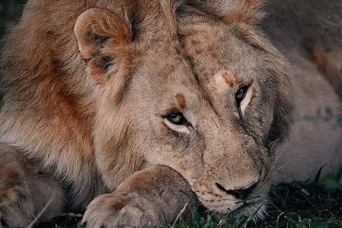 Nairobi national park half day tour - Price and value: what $70 covers, and what to confirm