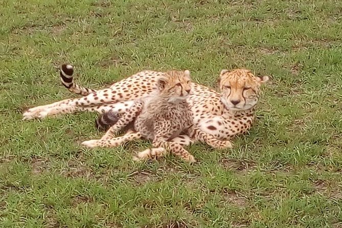 Nairobi National Park Half-Day Tour; Free Wi-Fi connection - Price and value: what $45.80 includes, and what you still pay