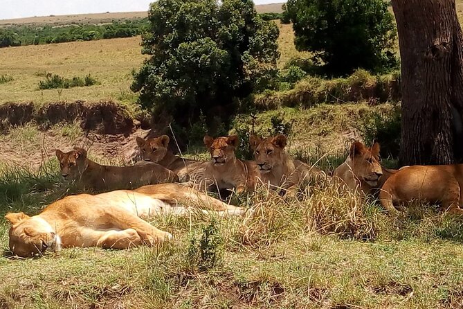 Nairobi National Park Half-Day Tour; Free Wi-Fi connection - Free Wi-Fi: useful if it works, but don’t build your plan on it