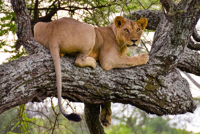 Nairobi National Park half-Day Tour; Free wifi Connection - Why Nairobi National Park is ideal when you only have hours