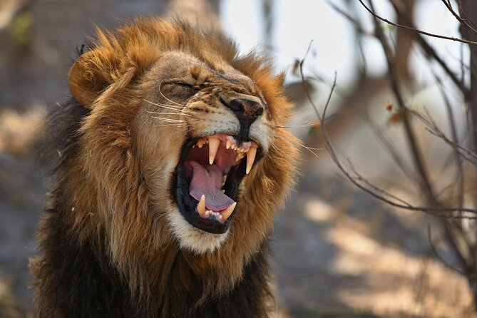 Nairobi National Park half-Day Tour; Free wifi Connection - How the four-hour game drive feels in real life