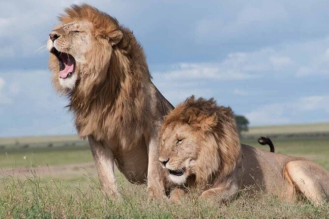 Nairobi National Park half-Day Tour; Free wifi Connection - Game drive highlights: black rhinos, lions, and all the smaller wildlife