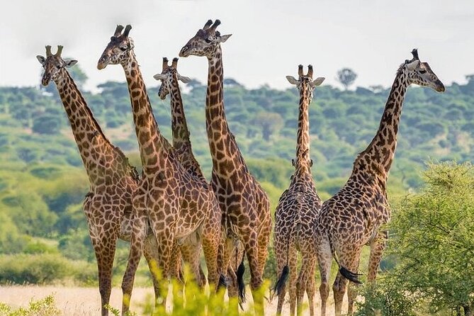 Nairobi National Park half-Day Tour; Free wifi Connection - The guide experience: what George and Moses add to your day