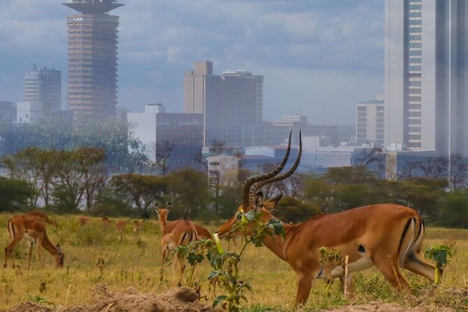 Nairobi National Park half-Day Tour; Free wifi Connection - Comfort and practical tips: photos, restrooms, and vehicle standards