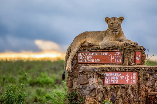 Nairobi National Park half-Day Tour; Free wifi Connection - Timing matters: morning vs afternoon drives