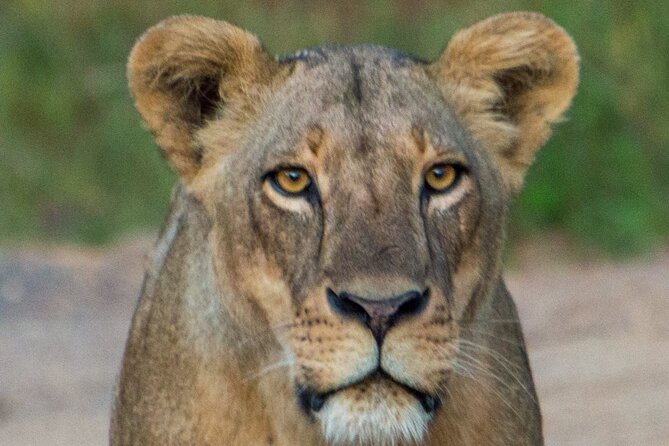 Nairobi National Park Half Day Tour with Landcruiser with Pickup - Nairobi wildlife highlights: Big 4 targets and river scenery