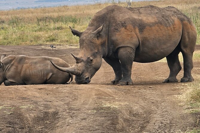 Nairobi National Park Half Day Tour with Landcruiser with Pickup - The Landcruiser with an open pop roof, and what that changes