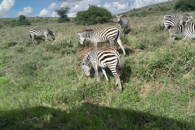 Nairobi National Park Half Day with Pickup - Key highlights if you like wildlife close to the city