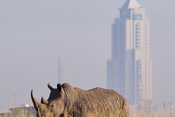 Nairobi National Park Half Day with Pickup - Group size and pacing: why max 14 helps